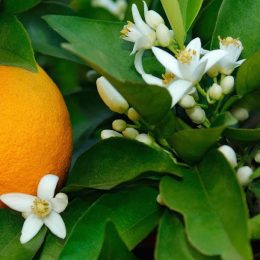 citrus uranium oranger bio