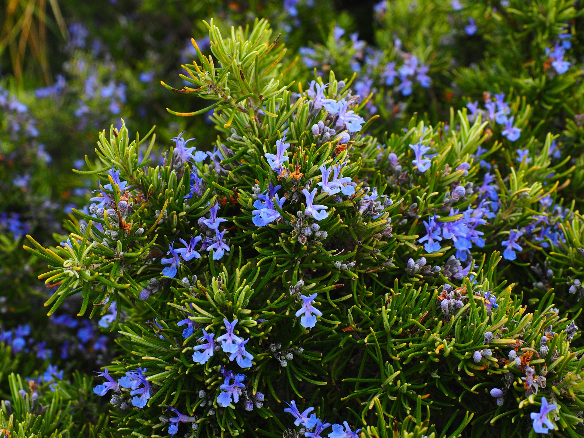 Romarin à verbénone bio