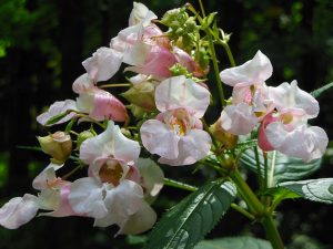Impatiens - Impatience, élixir floral spagyrique n°18