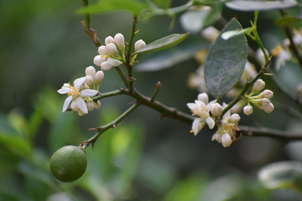 Citronnier Bourgeons Bio La Fée Spagyria Laboratoire phytospagyrique — free download