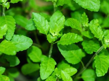 Basilic pungent de Madagascar