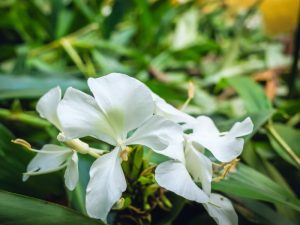 Gingembre papillon, Huile essentielle spagyrique bio de LA Fée Spagyria