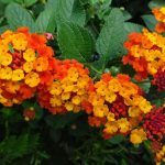 Huile essentielle spagyrique bio de lantana