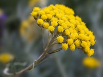 HE Hélichryse italienne bio Demeter