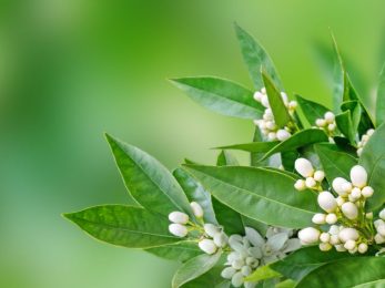 Huile essentielles spagyrique de Néroli