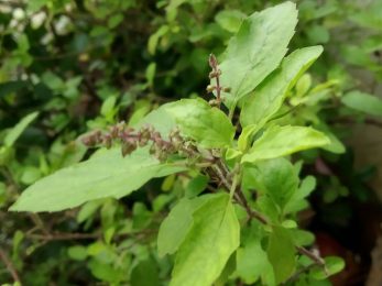 Basilic sacré spagyrique