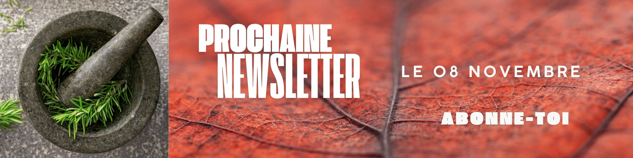 newsletter novembre