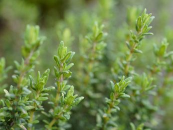 Thym à Thujanol bio