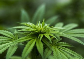 Chanvre Kompolti bio