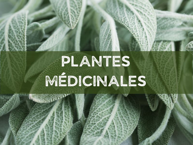 élixirs phyto-spagyrique Les Simples