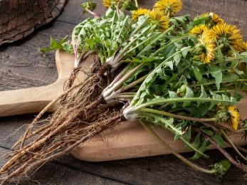 Pissenlit (racine) Bio