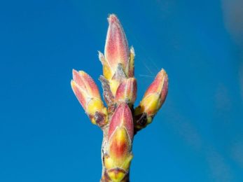 Érable bourgeons bio spagyrique