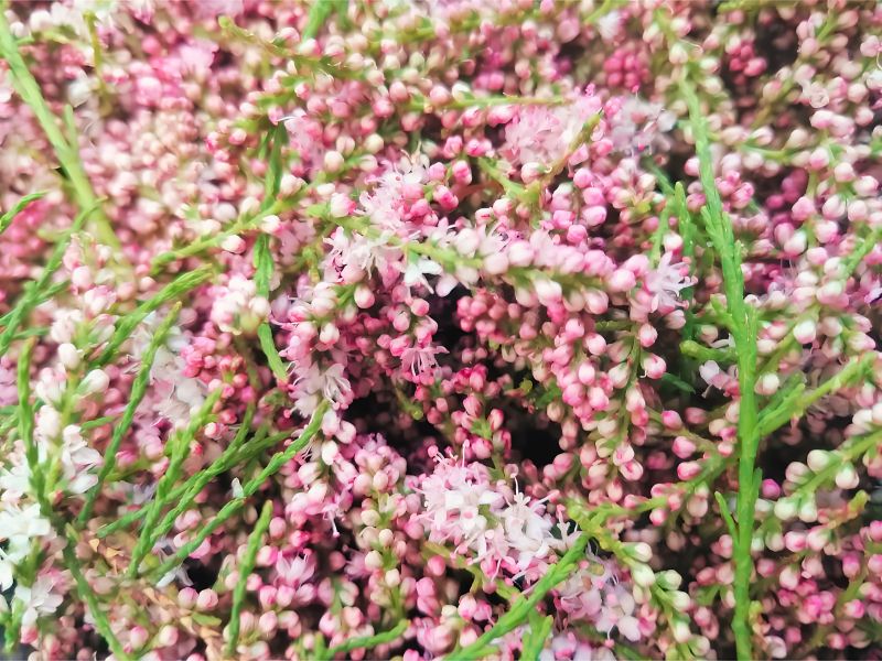 Tamaris Bourgeons Bio