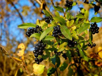 Troene bourgeons bio spagyrique