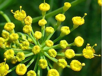 Fenouil doux bio huile essentielle spagyrique