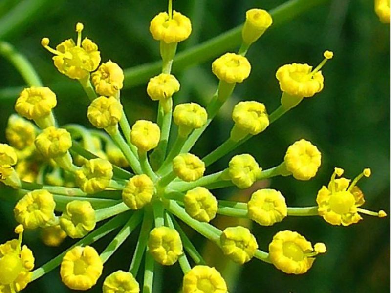 Fenouil doux bio