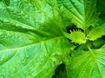 Périlla ou shiso vert bio