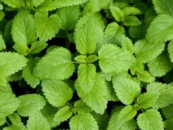 Mélisse officinale bio